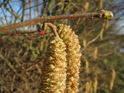 Corylus Avellana Common Hazel Free Photo On Pixabay Pixabay