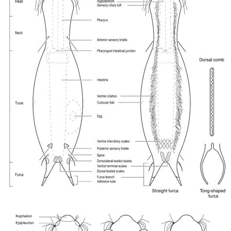 Hypothetical Ichthydium species showing some diagnostic characters used ...