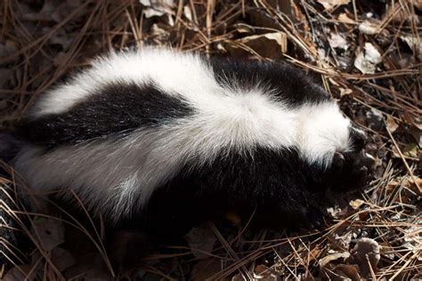 Skunk Poop 101: Identification & Dangers with Pictures