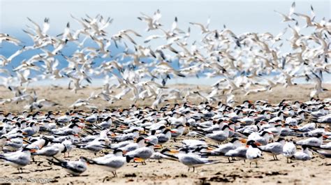 Royal Tern Ocean Treasures Memorial Library