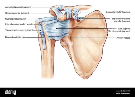 Transverse Humeral Ligament