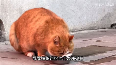 故宫的猫帕帕因胆小被揍而火遍全网，如今却猫设崩塌了？ 哔哩哔哩