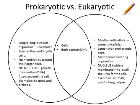 Comparing Prokaryotic And Eukaryotic Cells Exploring Their Similarities And Differences