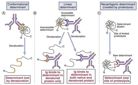 Immunogenicity And Antigenicity Oncohema Key