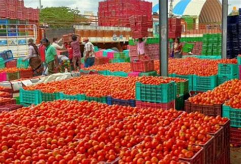 Tomato Prices Skyrocket To Rs 140kg In Southern States Due To Rains