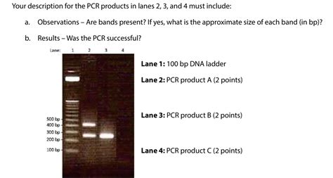 Solved Describe The Pcr Results On This Gel These Pcr S