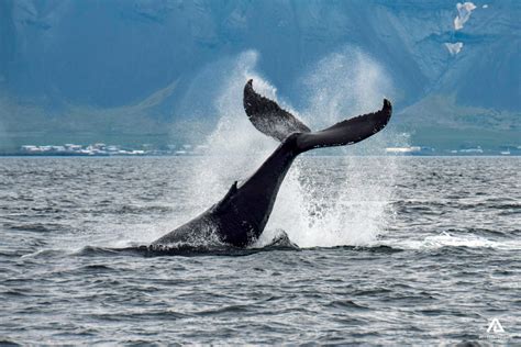 Whale Watching In Iceland Ultimate Guide Extreme Iceland