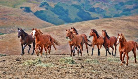 American wild mustang horses Stock Photo by ©alancrosthwaite 14074701