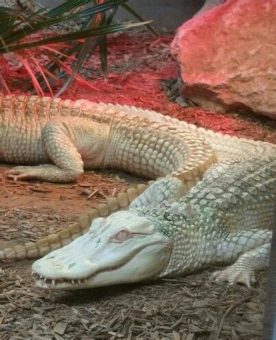 White alligator | Albino animals, Melanistic animals, Aggressive animals