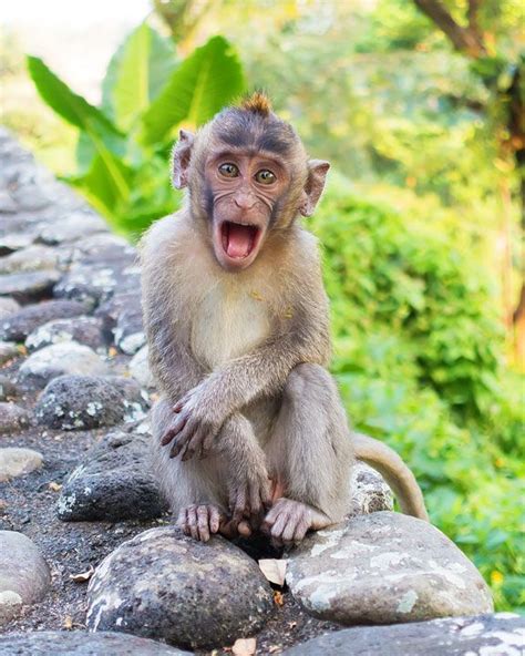 These Wild Monkeys In Bali Hang Out At In The Rainforest Near The Alila