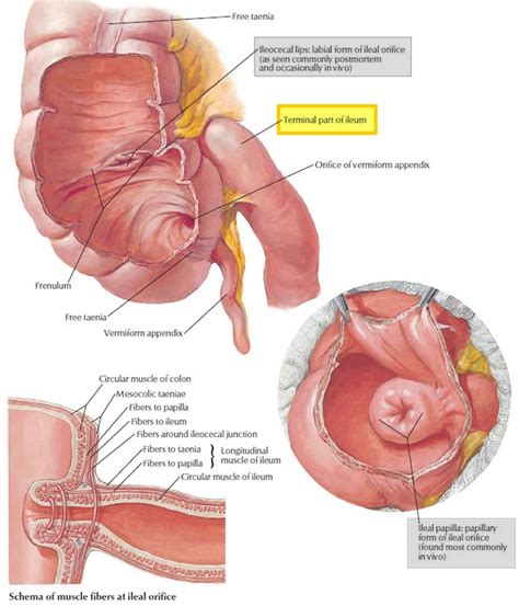 Ileum, terminal ileum location, ileum function & ileum anatomy