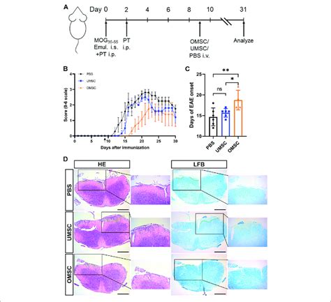 Preventive Effects Of Early Intervention Of Omsc And Umsc Treatments Download Scientific