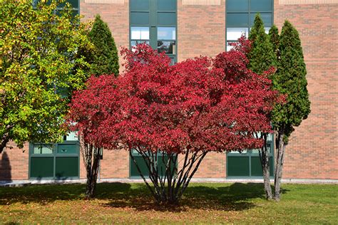 Amur Maple Acer Ginnala In Winnipeg Manitoba MB At Ron Paul Garden Centre