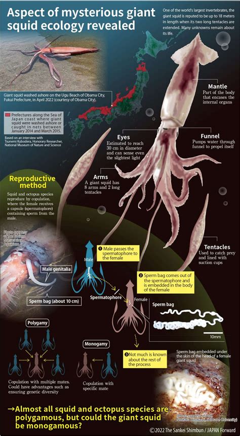 Giant Squids Washed Ashore Give Scientists New Clues Japan 2 Earth