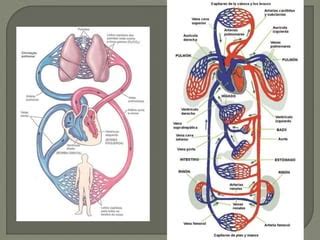 Adaptaciones Cardiovasculares Al Ejercicio Ppt Descarga Gratuita