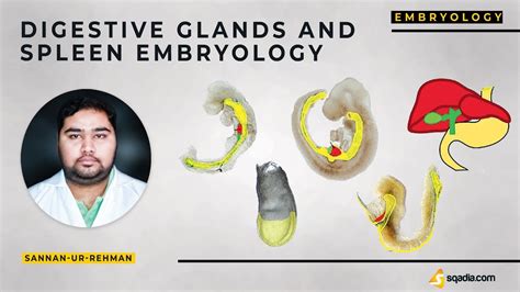 Digestive Glands And Spleen Embryology Video Lecture Medical V