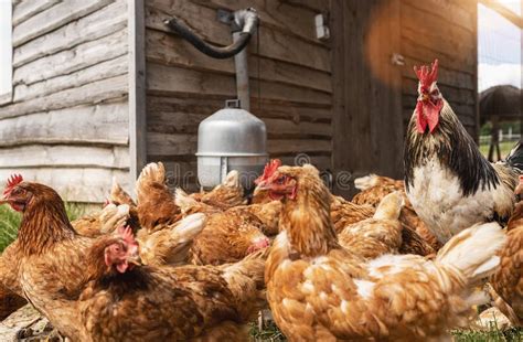 Hens And Rooster In A Hen House Hens In Bio Farm Chicken In Hen House Chickens In Farm At