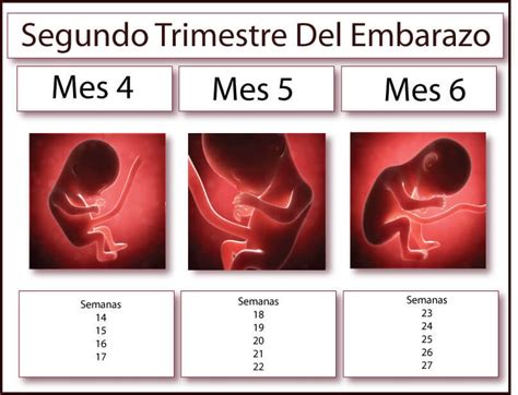 Pruebas Médicas En El Segundo Trimestre Del Embarazo