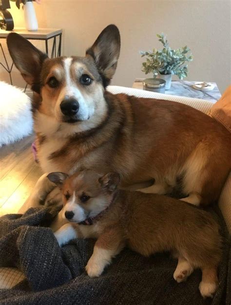 These Cute Mother And Baby Corgis 🐶 Rcuteanimalstogether