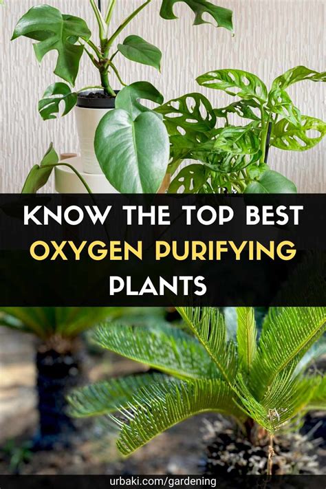 Know The TOP Best Oxygen Purifying Plants