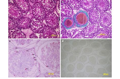 Light Microscopy Of Testicular Tissue In Different Groups A B Gspe