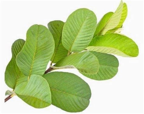 Guava Leaves 100% Pure Natural Guava Leaf Natural Dried - Etsy | Guava ...