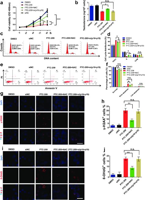 Effects Of Nac And P P Silencing In Ptc Treated Mltc Cells