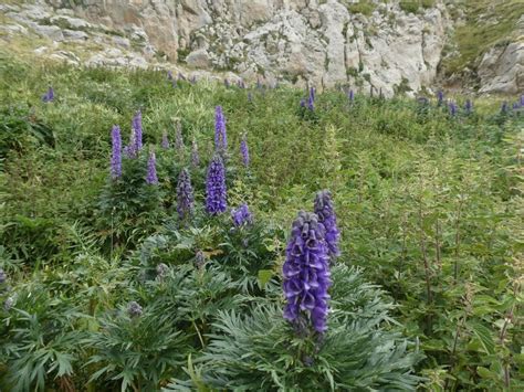 Josep Maria Mallarach On Twitter La Tora Blava O Matallops Aconitum