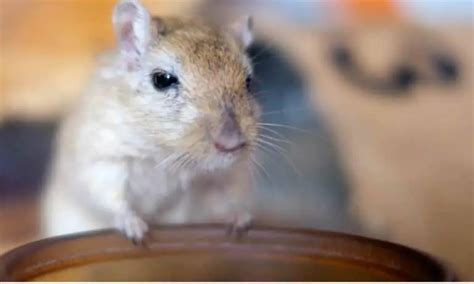 The Ultimate Guide to Setting Up the Best Gerbil Habitat and Cage for ...