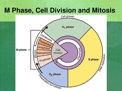 Ppt 10 1 Cell Growth Powerpoint Presentation Free Download Id1823767