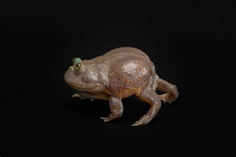 Budgett S Frog Runs Funny Amphibian On Black Background Side View