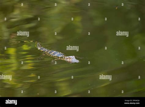 Baby Alligator Swimming Florida Stock Photo Alamy