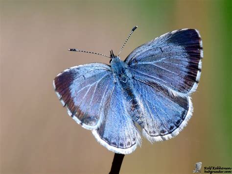 V R Fj Ril Rolfs Naturfotoblogg Sida