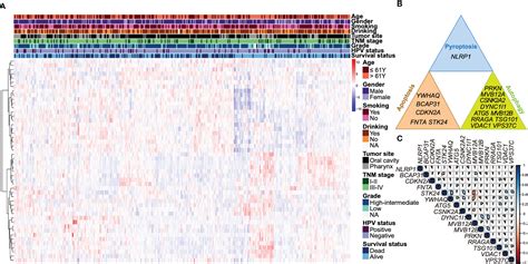 Frontiers Identification And Validation Of A Prognostic Signature Of