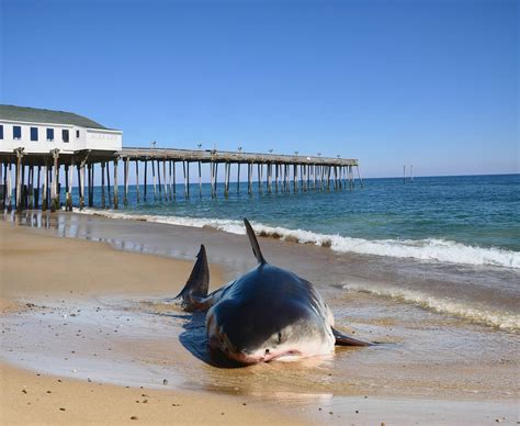 Fuck You Im Taking A Nap R FuckYouImAShark