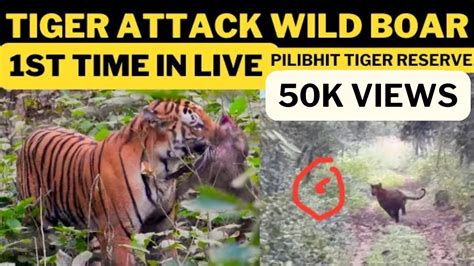 Tiger Hunting Wild Boar‼️ बाघ ने किया जंगली सूअर का शिकार Pilibhit Tiger Reserve Tiger Attack