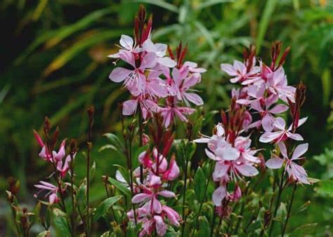 Gaura Culture Floraison Et Entretien