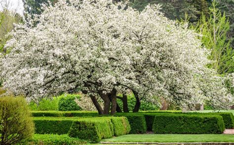 Pommier Du Japon Plantation Entretien Soin Le Parisien