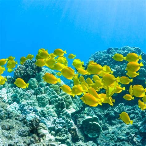 Snorkel Molokini Crater Maui Hawaii with Four Winds II