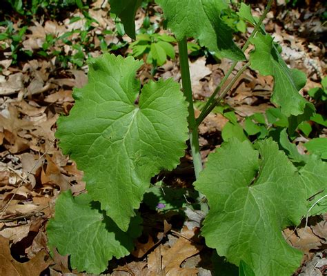 Lunaria Annua Annual Honesty Go Botany