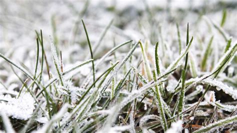 How To Protect New Grass From Frost Tips For Winter Proofing Your