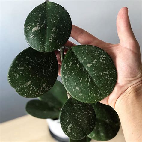 Hoya Obovata Plant Care Tips The Jungle Collective