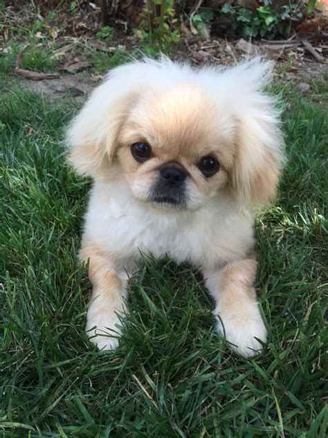 15 best pekingese haircut styles for 2021 – Artofit