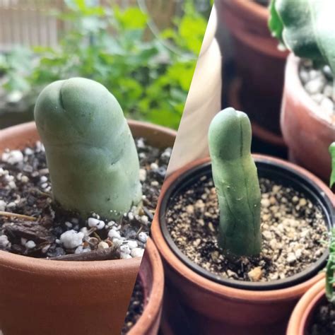 Top Care Tips For Penis Cactus In 2024