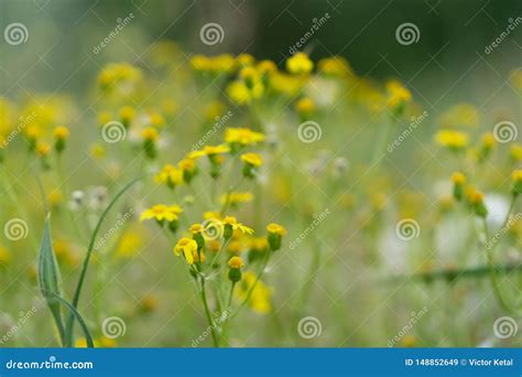 Flores Selvagens Amarelas Bonitas Em Um Fundo Da Grama Verde Foco