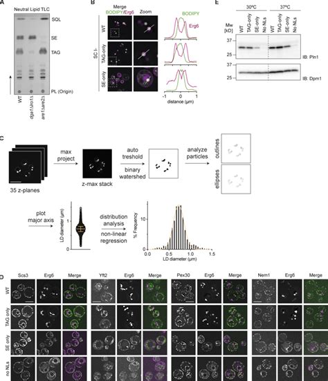 Characterization Of Lipid Droplets In Wt Tag Only Se Only Cells