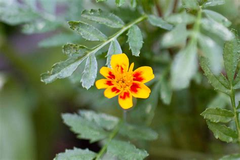 How To Grow And Care For Marigold Flowers