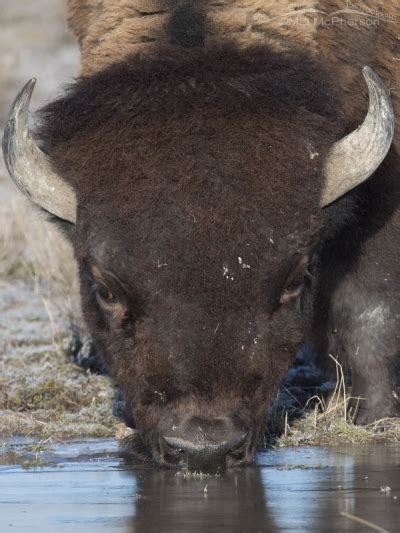 American Bison Images Mia Mcpherson S On The Wing Photography