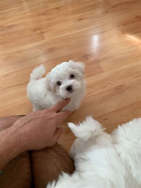 Maltese For Sale In Arizona Phoenix 63971 Petzdaddy