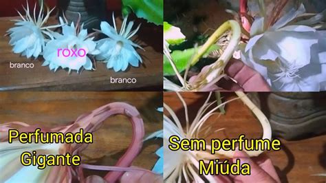 A beleza da flor dama da noite perfumada e gigante viral roça